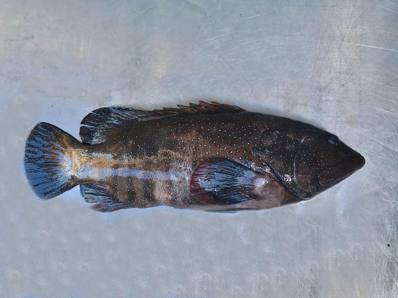 bluespotted grouper